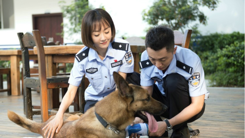 《警犬来啦》精彩片段速看,杨蓉化身警花,与一只警犬发生的故事