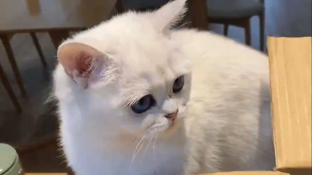 小猫晚晚生活小片段集锦
