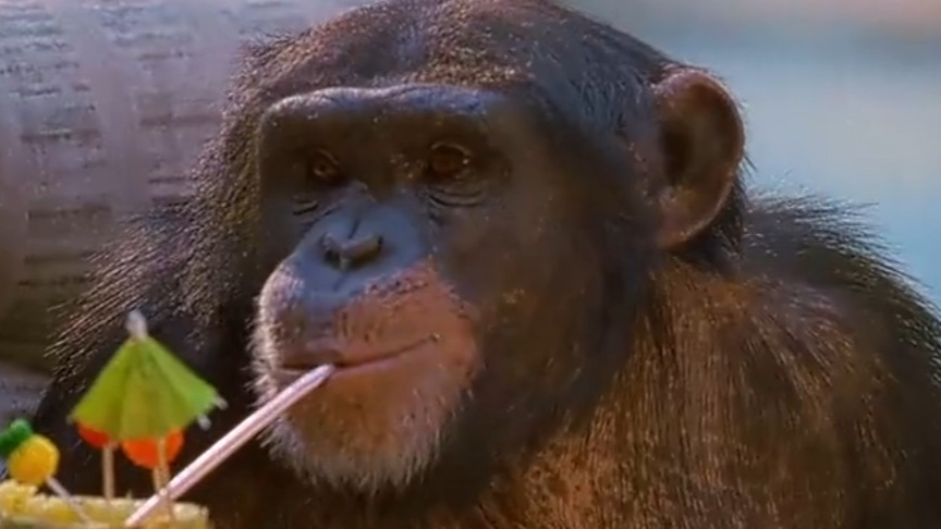 盘点了近51年关于猩猩的电影,真的超级震撼,猩猩的前世与今生