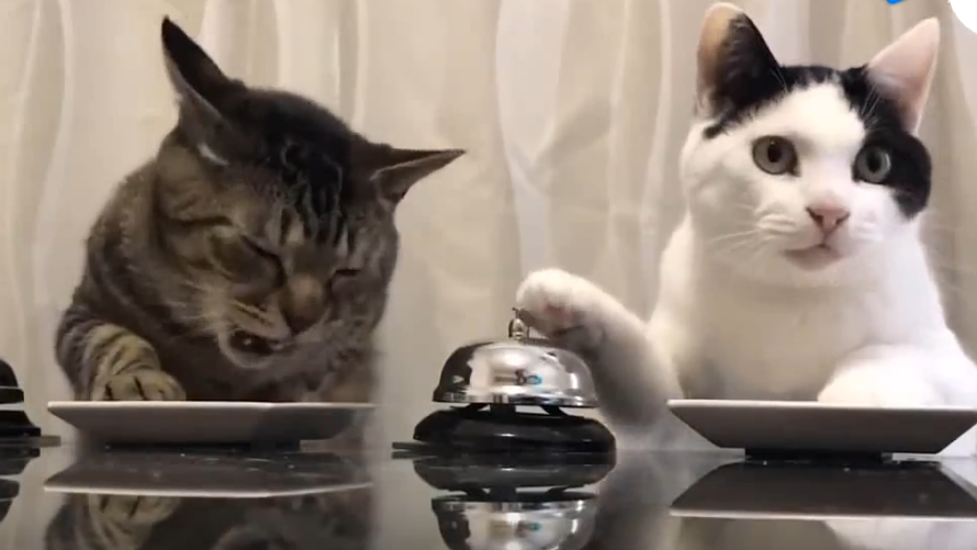 搞笑动物:小猫咪看猫咪视频