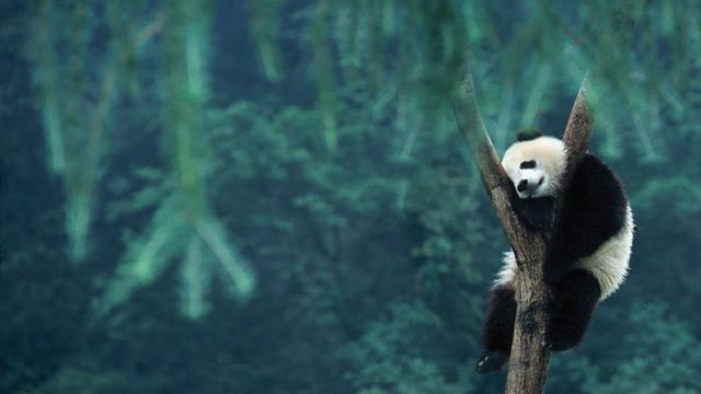 熊猫贝贝坐在树杈上美美地睡觉,背靠玻璃窗的样子更是可爱