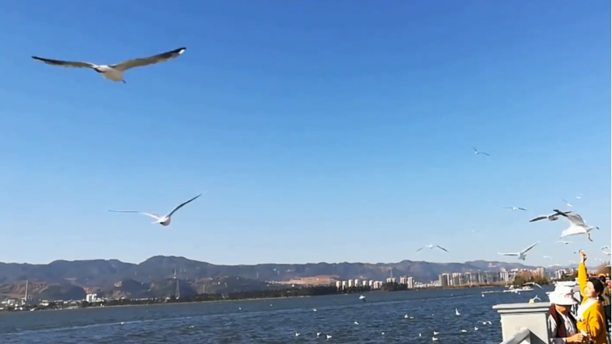 云南昆明旅游,滇池看海鸥,千万别错过