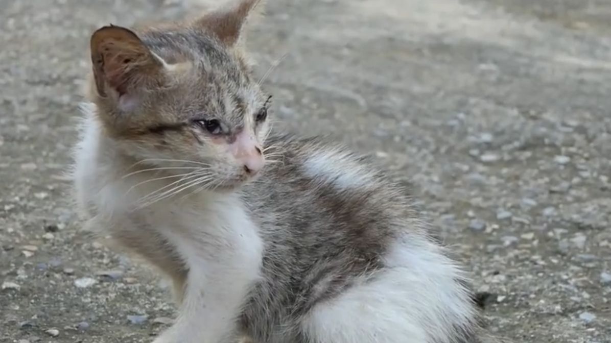 流浪小猫咪经典生活视频合集