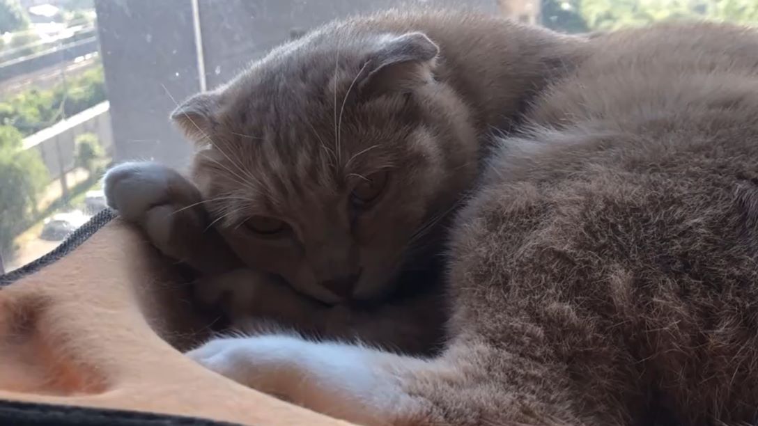 安静猫咪的慵懒日常