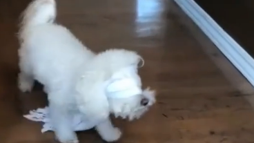 动物视频集锦,疯狂恶搞哈哈哈,太逗了!