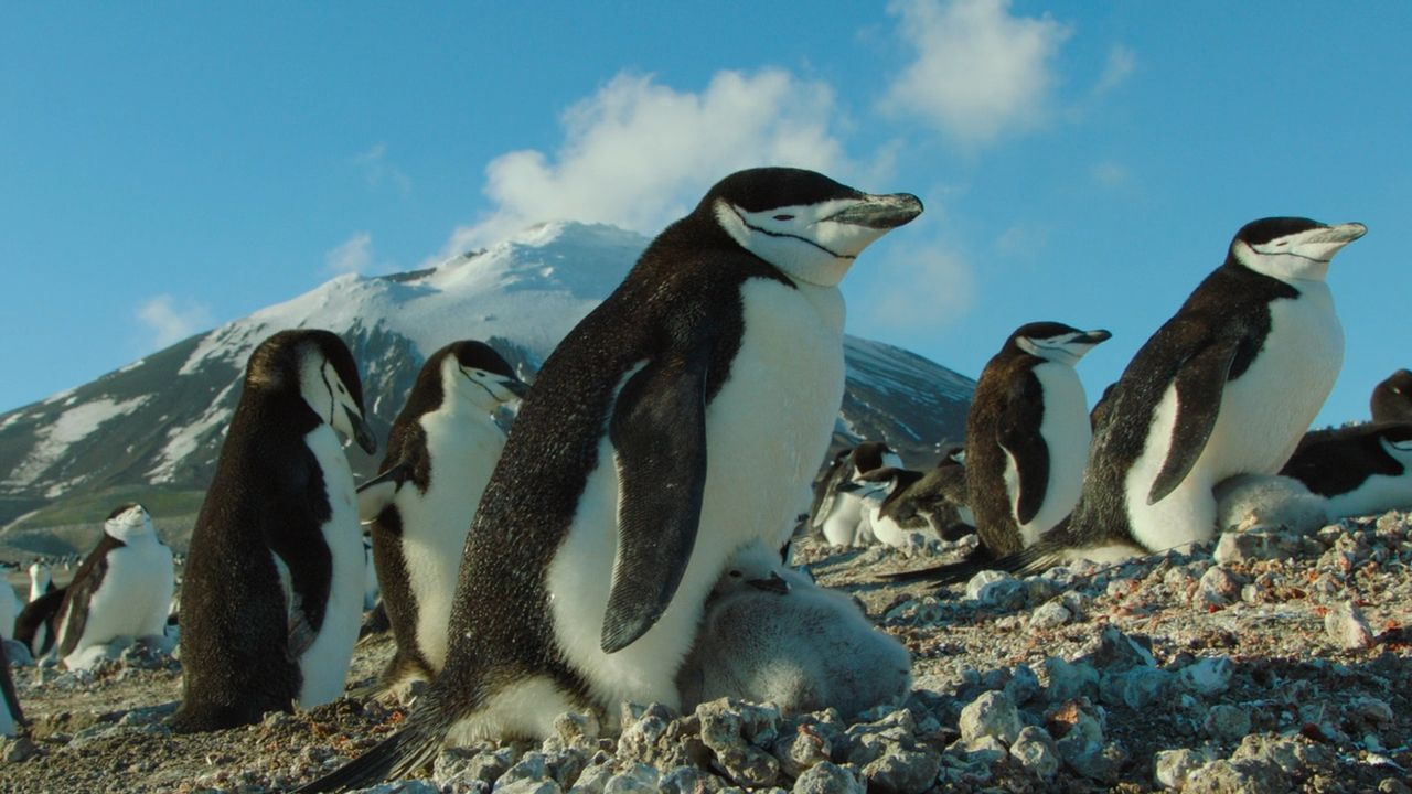 bbc纪录片《地球:神奇的一天》成龙倾情解读神奇大自然!