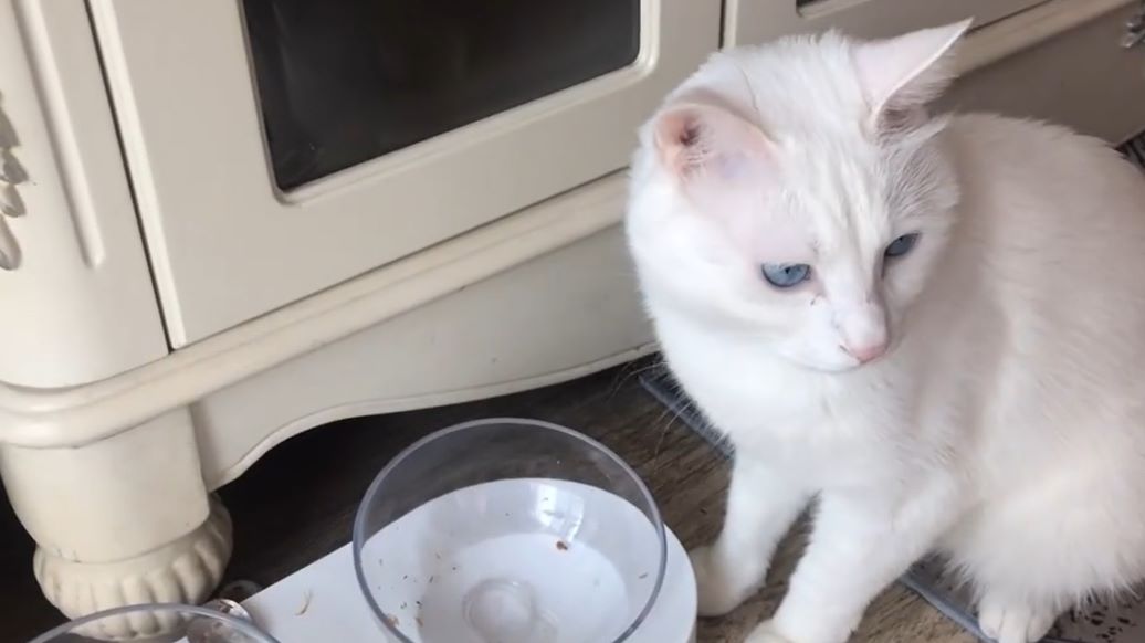 猫咪吃罐头的日常视频合集