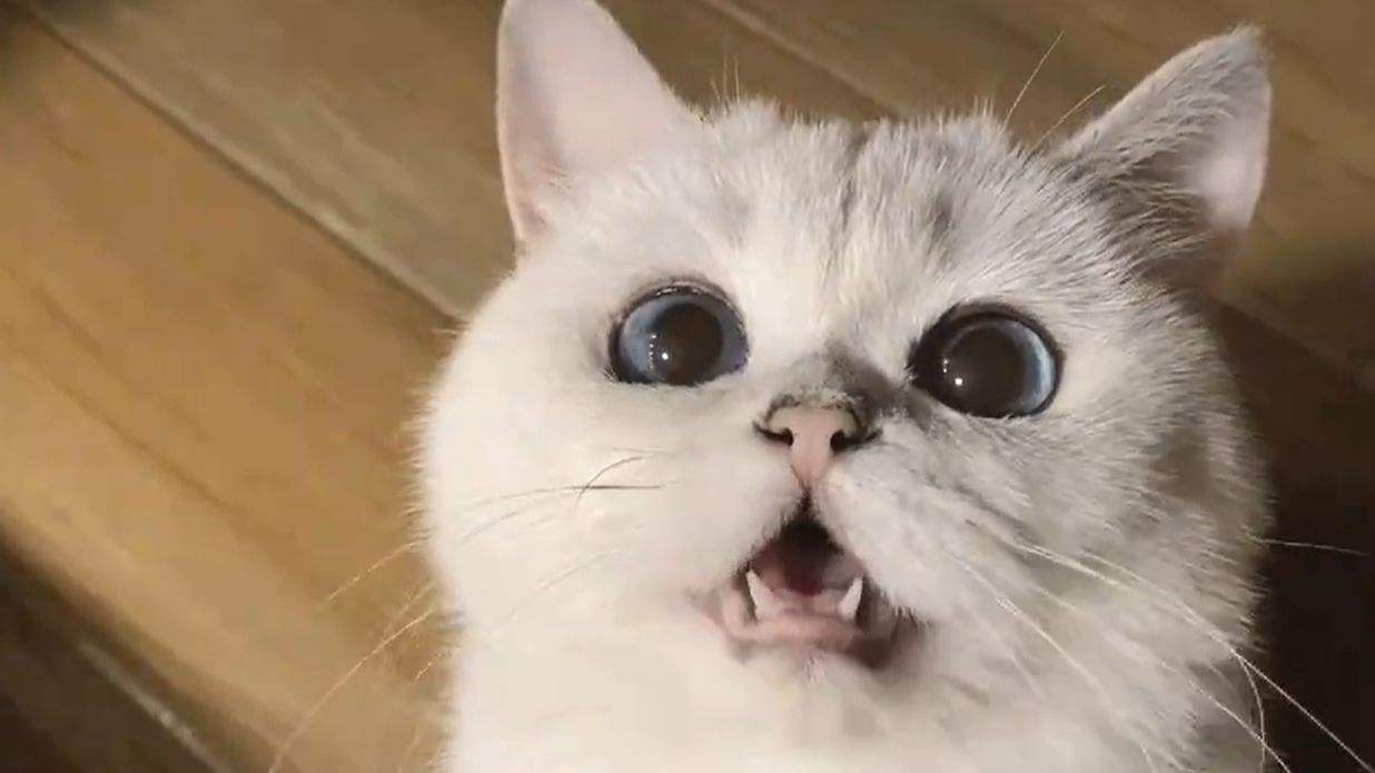 小猫晚晚日常生活盘点