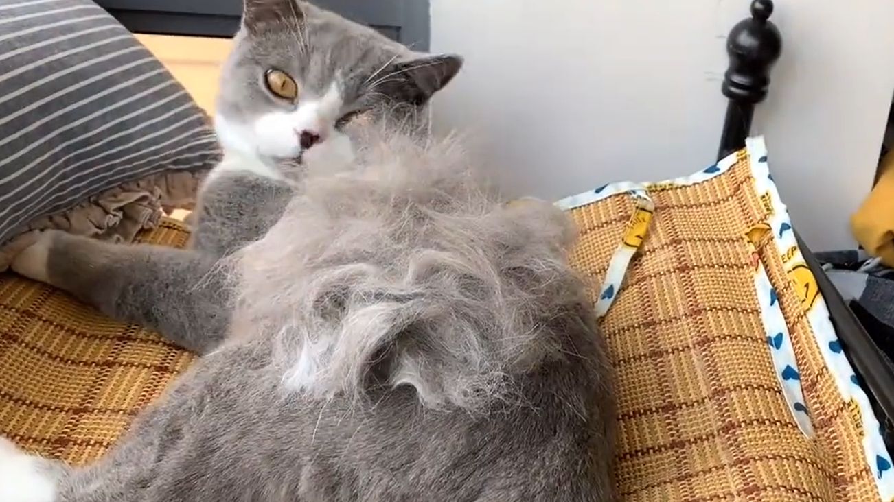 猫咪呆萌日常生活视频合集
