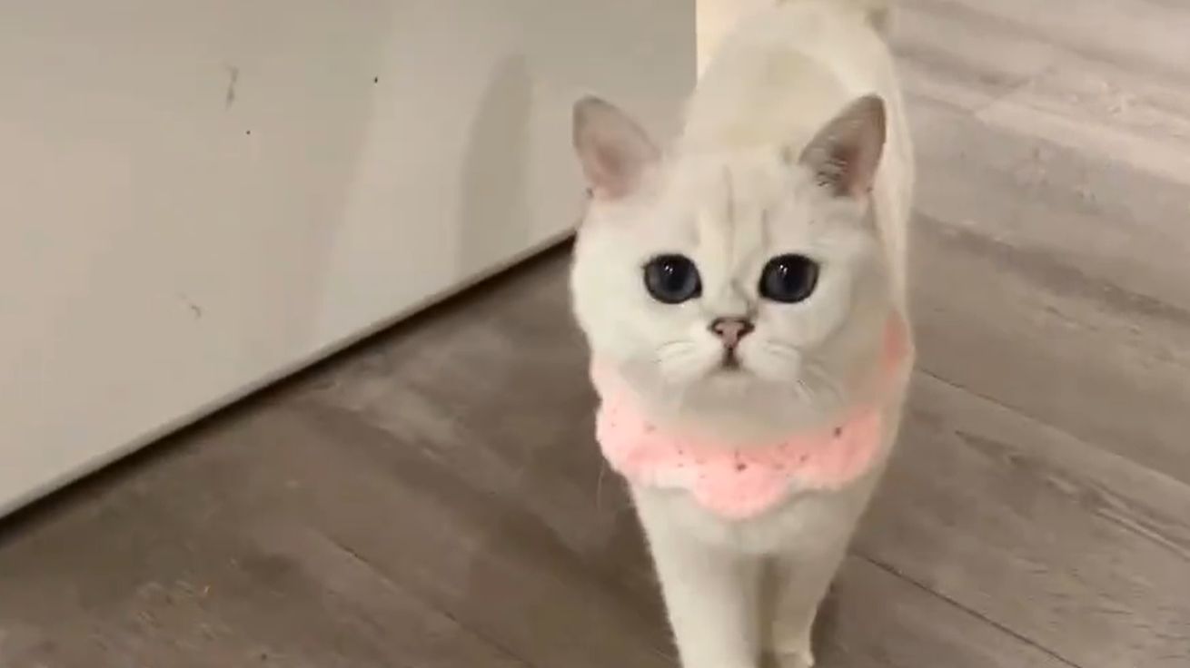 小猫晚晚生活小片段集锦