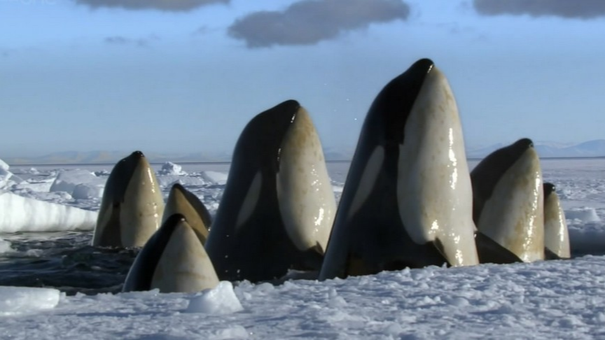 《冰冻星球》虎鲸猎食小须鲸