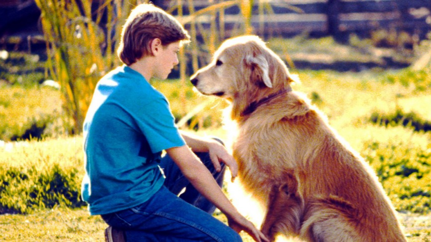二十分钟速看8部关于狗狗的温情电影,每一部都催人泪下,泪奔!