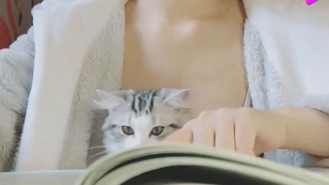 小猫咪七七精彩日常生活视频盘点