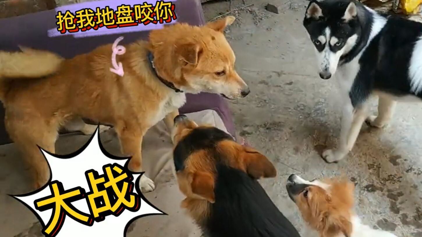狗狗打架视频搞笑集锦