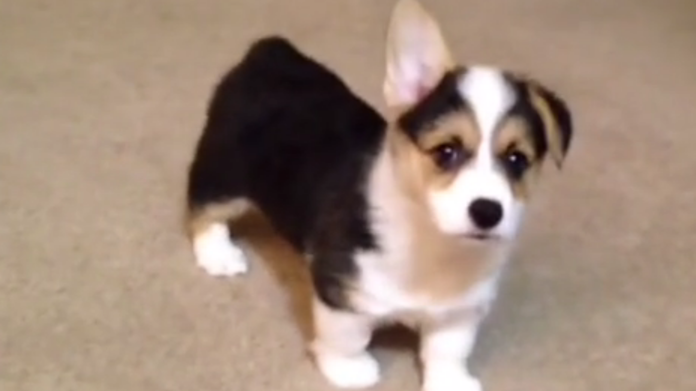 柯基犬奇趣搞笑瞬间合集,厉害了小短腿!