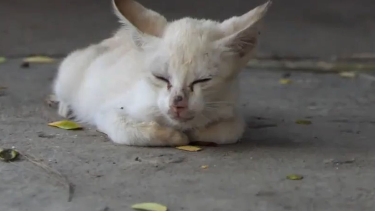 流浪小猫咪精彩视频合集