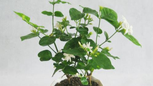 常见的室内盆栽花卉养殖方法