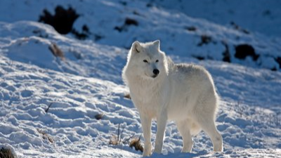 1南极狼:是南美洲福克兰群岛唯一一种陆栖的哺乳动物,也被称为福克兰