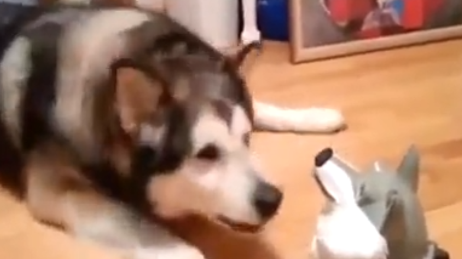 二哈是动物中的搞笑王者,天生自带搞笑!