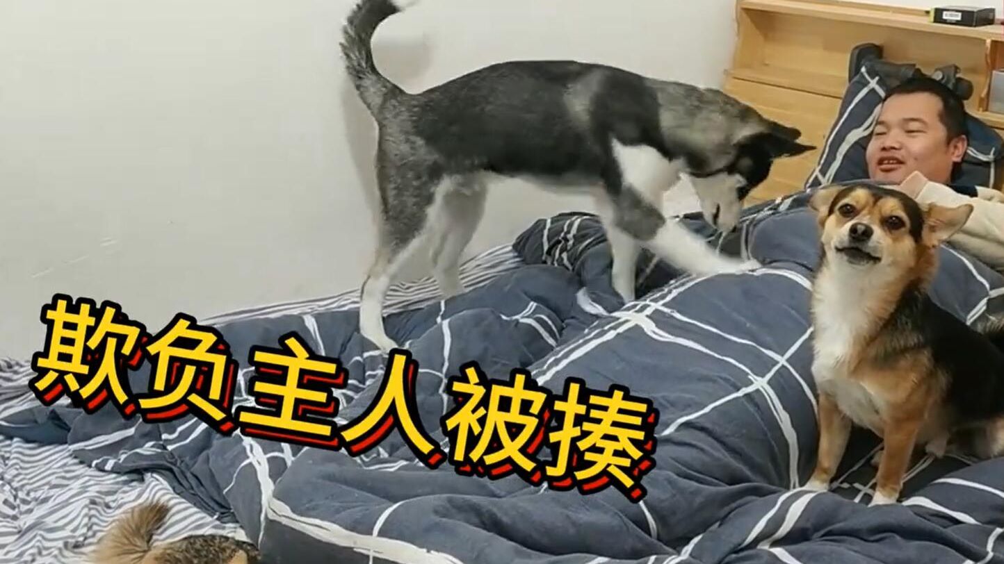 二哈学山羊跳踩主人肚子,旁边的狗狗一声吼,二哈吓得立马怂!
