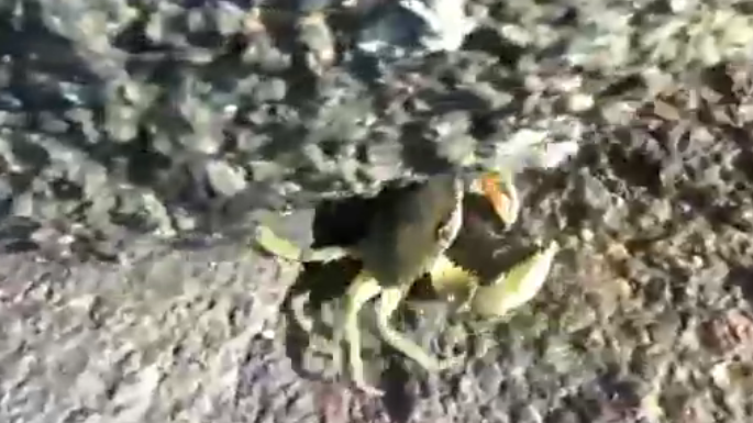 阿峰赶海视频大全,边玩边赚真幸福
