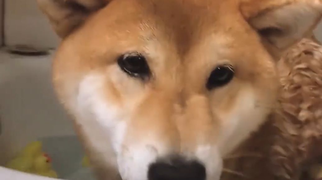 来源:好看视频-呆萌柴犬"洗澡澡"超开心,龇牙咧嘴的笑容,真的是太