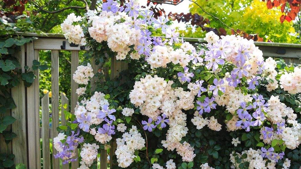 进口铁线莲养殖方法与注意事项,学会了这些小技巧,想不开花都难