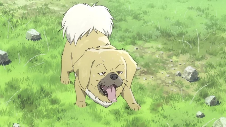 《藏獒多吉》 多吉性格亮点全接触