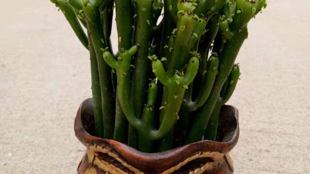 光棍树怎么养护