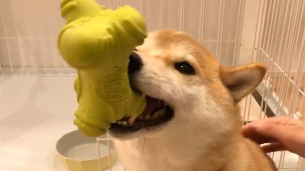 柴犬的日常搞笑视频合集