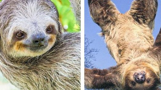 世界上50%的树懒在拉屎途中丧命,听了专家的解释,竟无言以对!