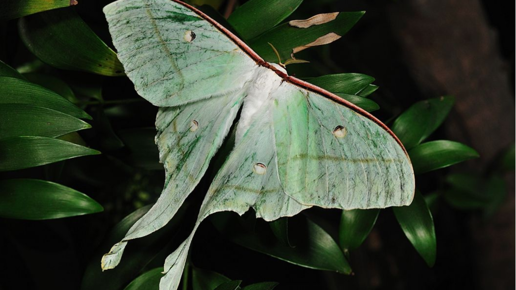 原来双黑目天蚕蛾长这样