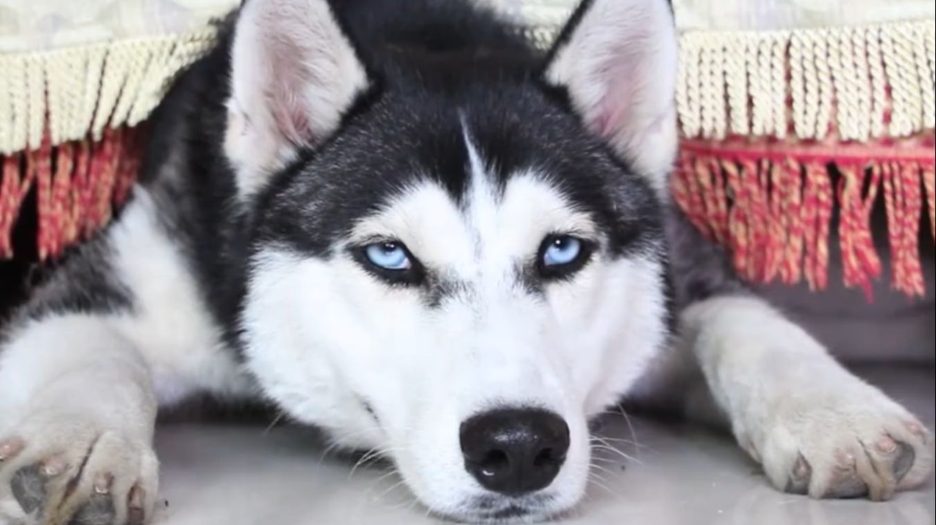 00:58  来源:好看视频-二哈:这次玩大了,又惹母老虎生气了!