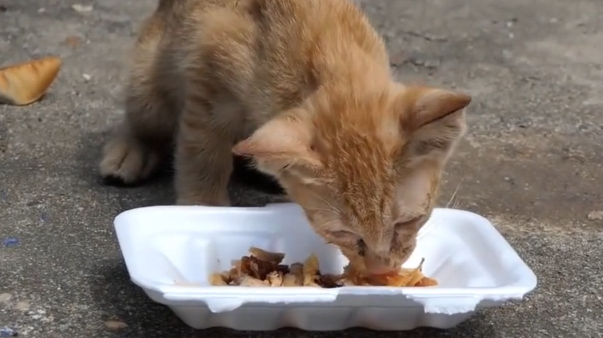 小橘猫因食物被抢差点被饿死,没想到碰到好心人喂食捡回一条命