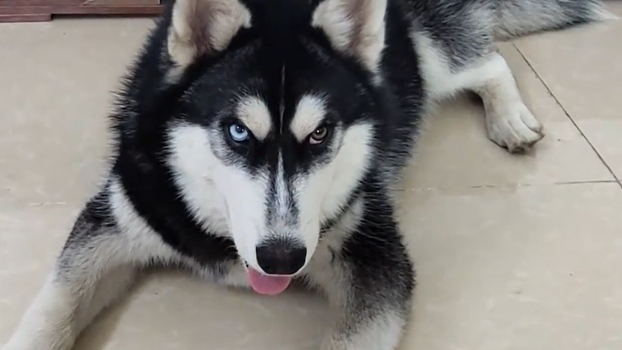 二哈狗tony经典日常生活视频合集