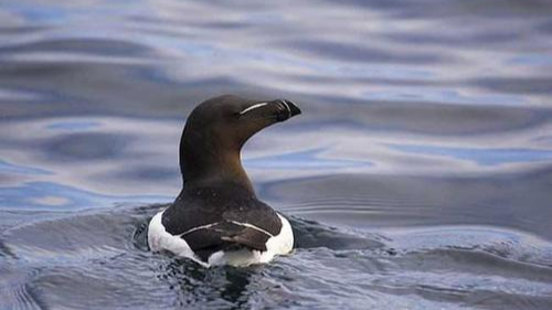 大海雀:又称大海燕