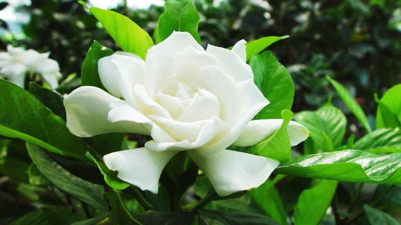 盆栽栀子花怎么养?