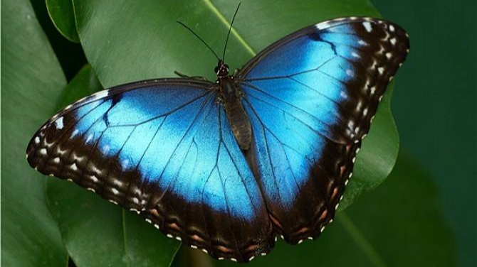 爱侣闪蝶:鳞翅目,蛱蝶科,闪蝶属的一种蝴蝶