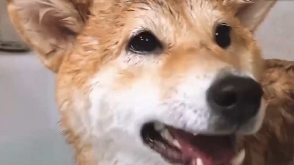 来源:好看视频-呆萌柴犬"洗澡澡"超开心,龇牙咧嘴的笑容,真的是太