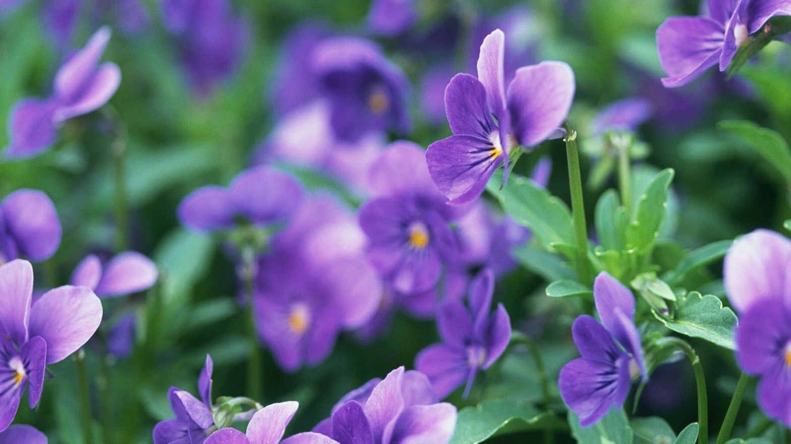 北方秋季开花的宿根花卉推荐
