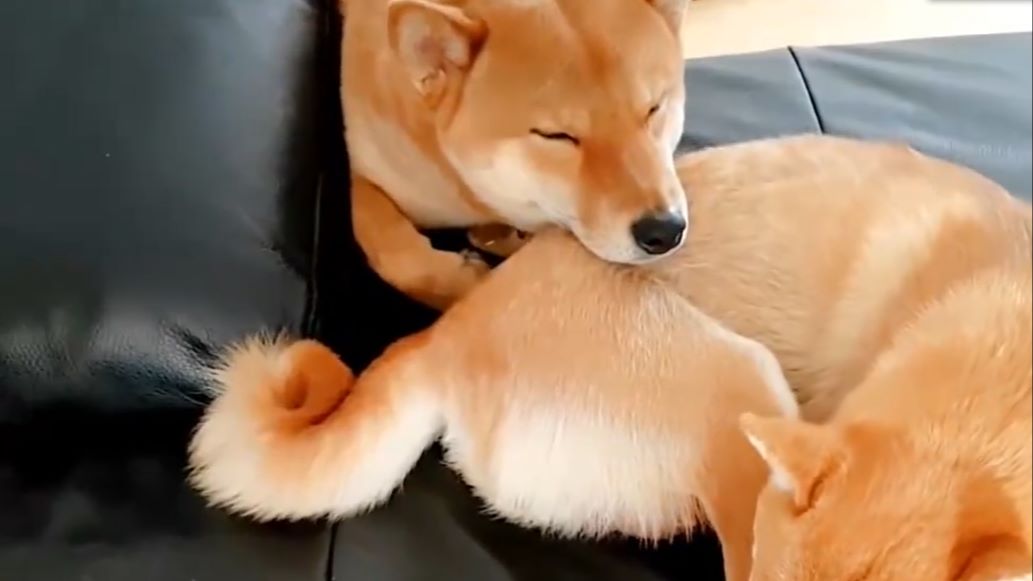 可爱柴犬睡觉"姿势古怪",居然站着也能睡着,这也太厉害了!