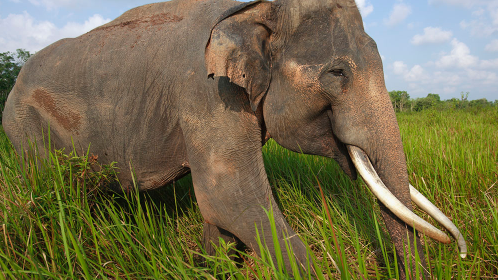 苏门答腊象